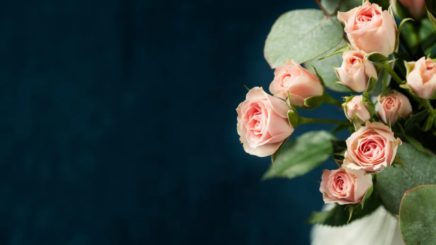 hoa hồng chiết xạ