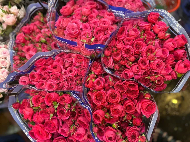 Khám Phá Ý Nghĩa Hoa Hồng Tỉ Muội Phù Hợp Tặng Ai Trong Dịp Nào. Hoa Hồng Tỉ Muội