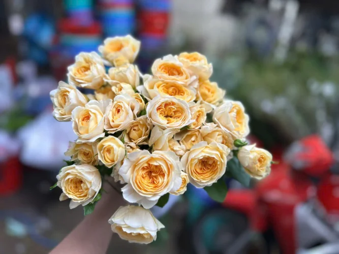 Khám Phá Ý Nghĩa Hoa Hồng Tỉ Muội Phù Hợp Tặng Ai Trong Dịp Nào. hồng tỉ muội cam