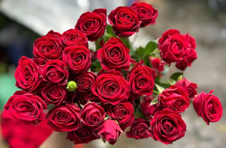 Khám Phá Ý Nghĩa Hoa Hồng Tỉ Muội Phù Hợp Tặng Ai Trong Dịp Nào. hong ti muoi do