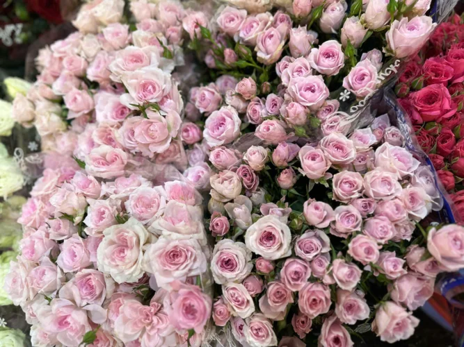 Khám Phá Ý Nghĩa Hoa Hồng Tỉ Muội Phù Hợp Tặng Ai Trong Dịp Nào. hong ti muoi tim