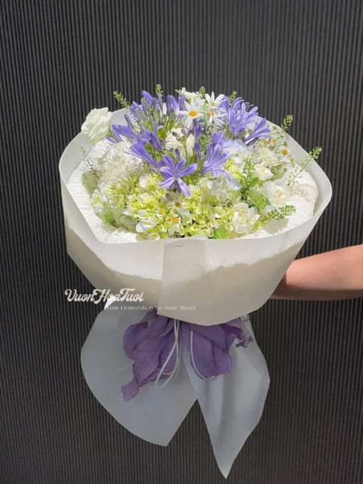 Bo Hoa Cam Tu Cau Agapanthus Hydra Vuon Hoa Tuoi