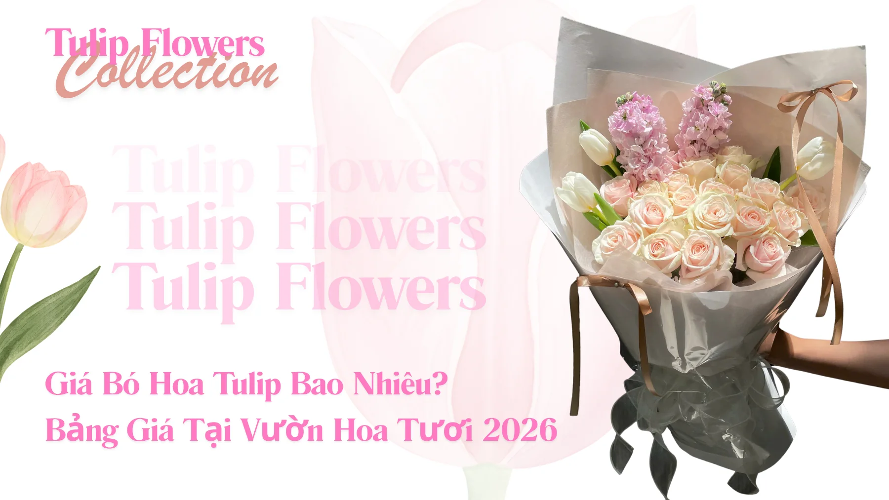 Giá Bó Hoa Tulip Bao Nhiêu