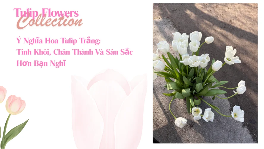 Ý Nghĩa Hoa Tulip Trắng