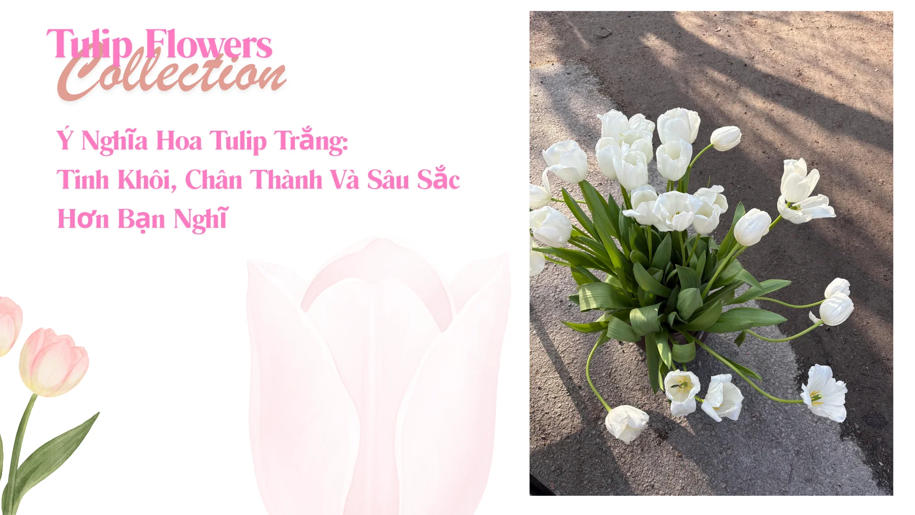 Ý Nghĩa Hoa Tulip Trắng
