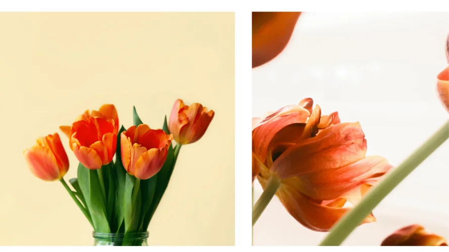 y nghia hoa tulip cam 1