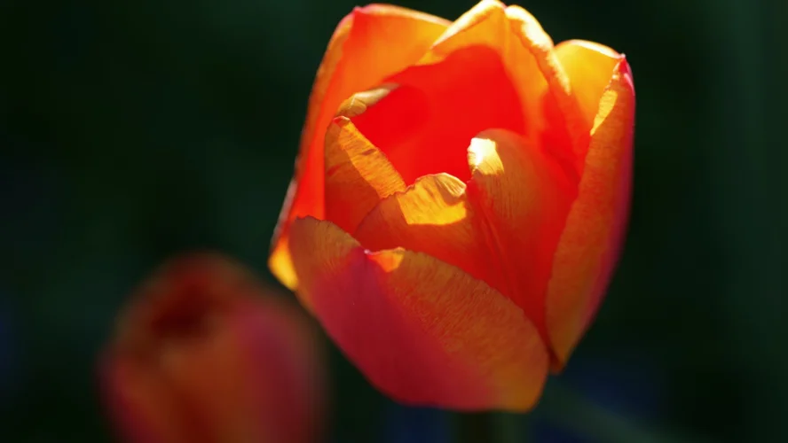 y nghia hoa tulip cam 2