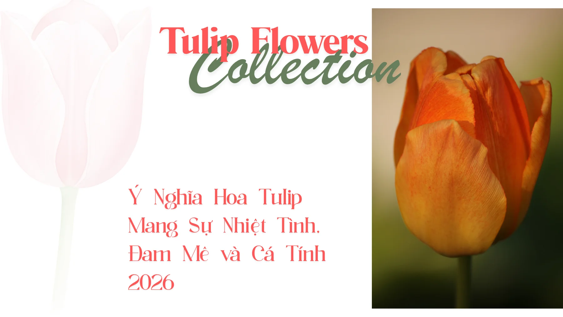 y nghia hoa tulip cam 3