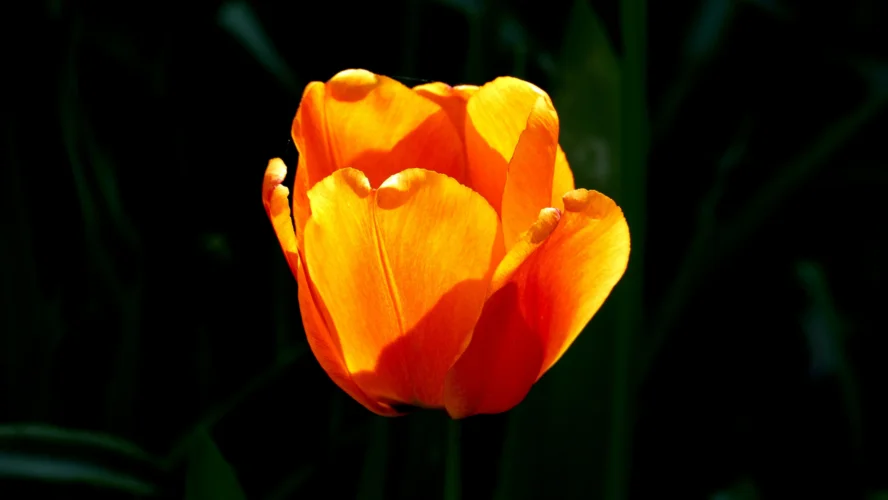 y nghia hoa tulip cam 4