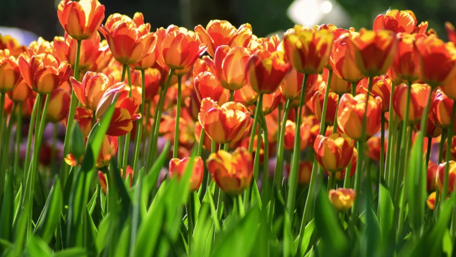 y nghia hoa tulip cam 5