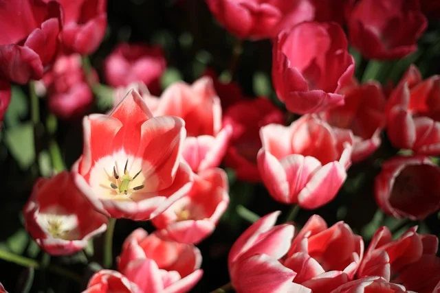 ý nghĩa hoa tulip đỏ