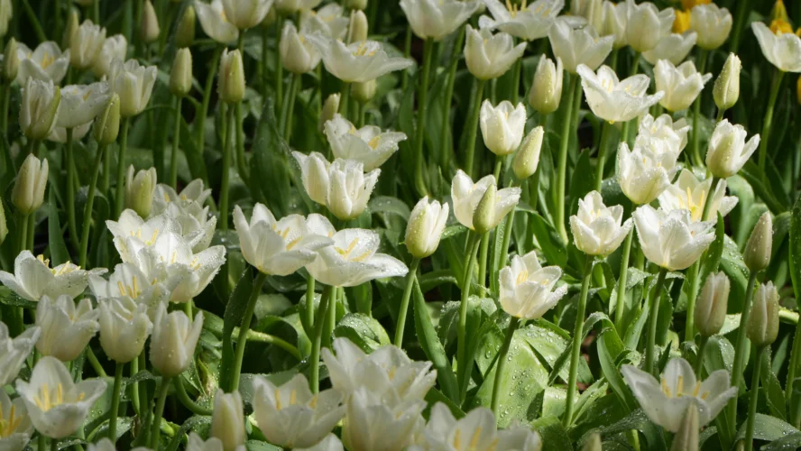 Nguồn Gốc Và Hành Trình Của Hoa Tulip Trắng