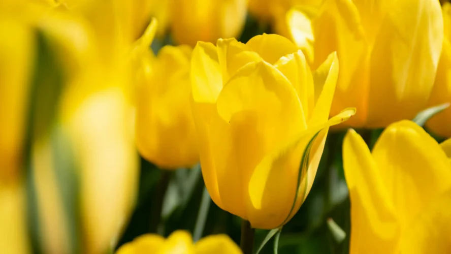 y nghia hoa tulip vang 3