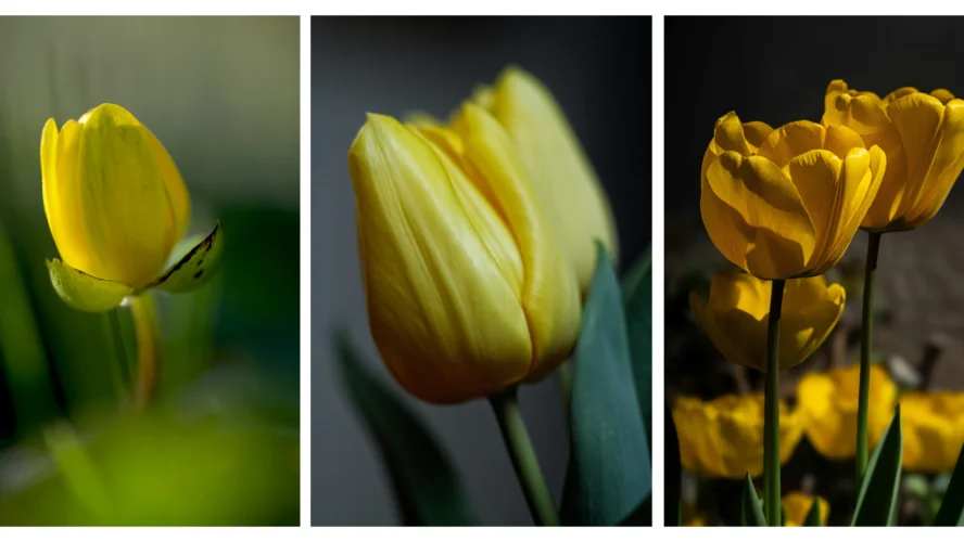 y nghia hoa tulip vang 4