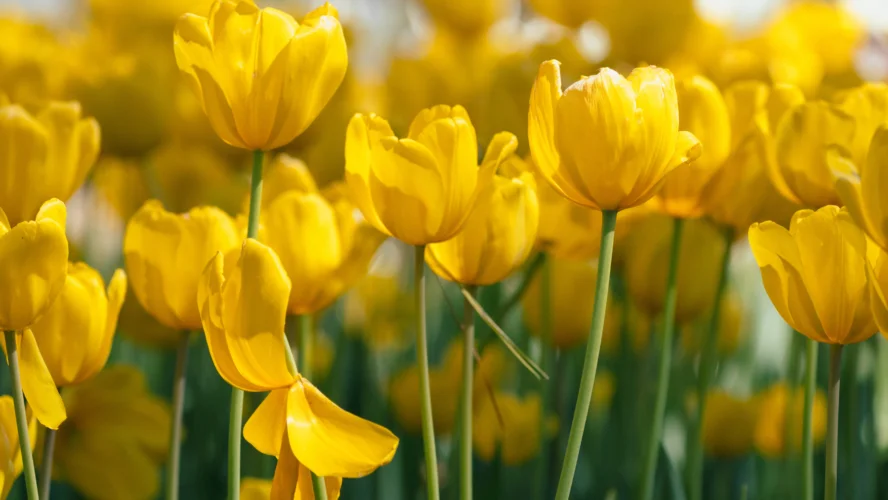 y nghia hoa tulip vang 5