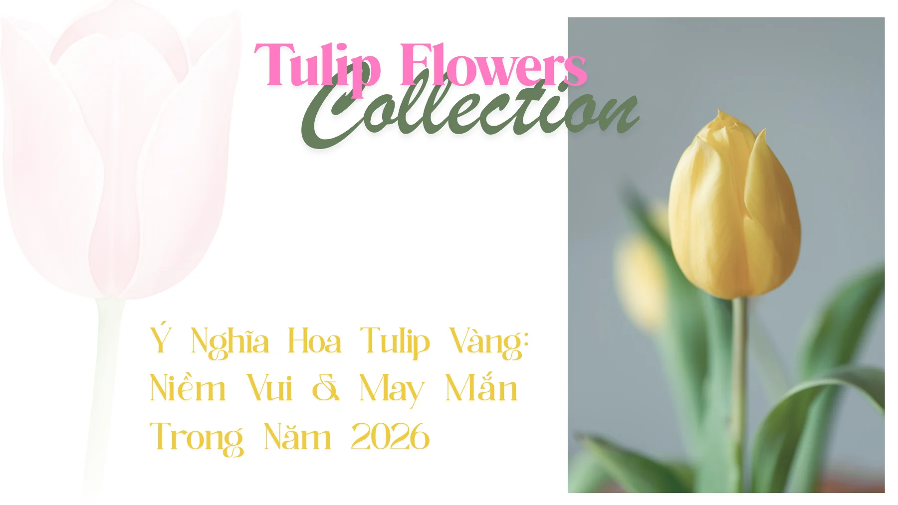 ý nghĩa hoa tulip vàng