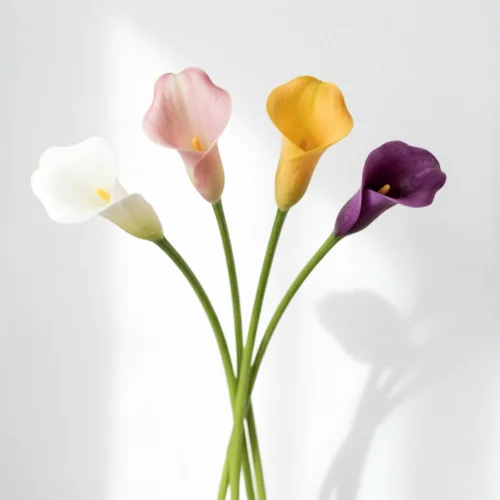 Hoa Calla Lily Là Gì? Sự Thật Ít Người Biết Về Loài Hoa Đẹp Này Ý Nghĩa Hoa Calla Lily Theo Từng Màu Sắc