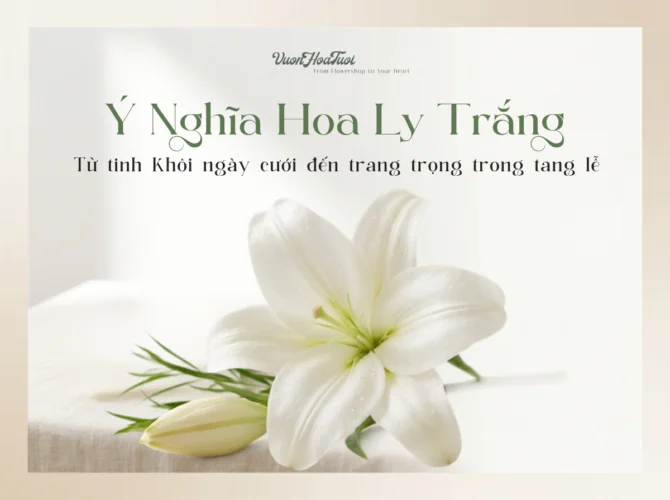 Ý Nghĩa Hoa Ly Trắng